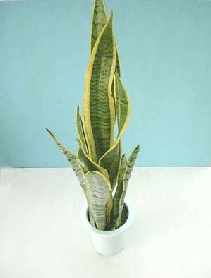 sansevieria6.jpg